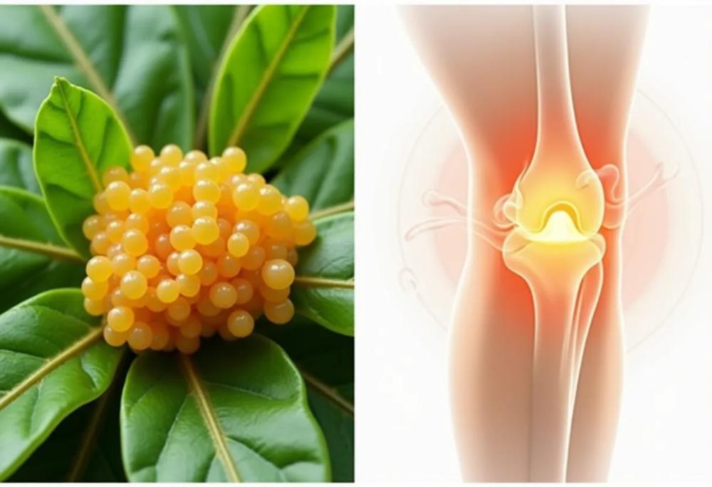 Boswellia resin