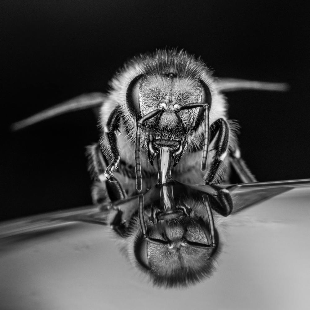 bee sting-a749f637b5494cc891ab82c85c3cf0ee.jpg bee sting