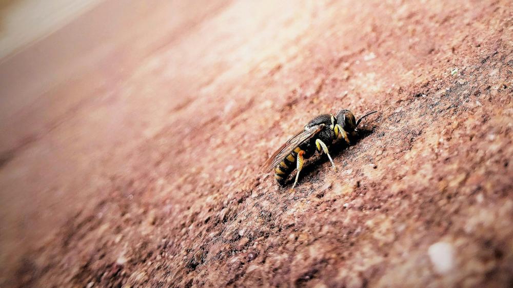 bee sting-a749f637b5494cc891ab82c85c3cf0ee.jpg bee sting