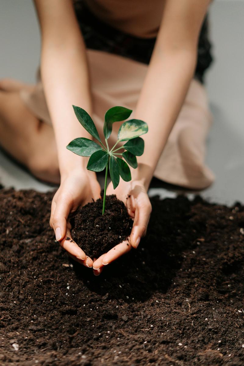 garden soil