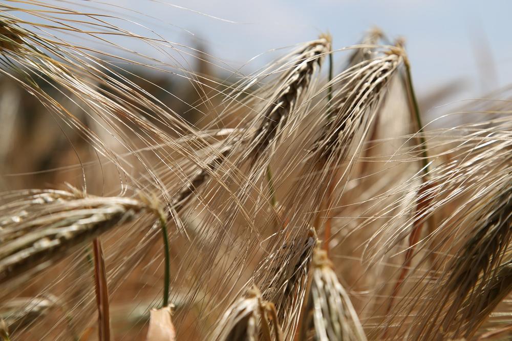 Co zawiera gluten i jak go unikać w diecie?