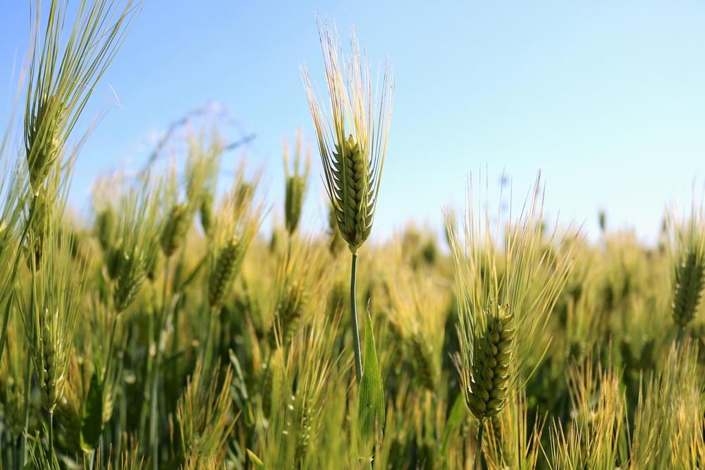 gluten alternatives