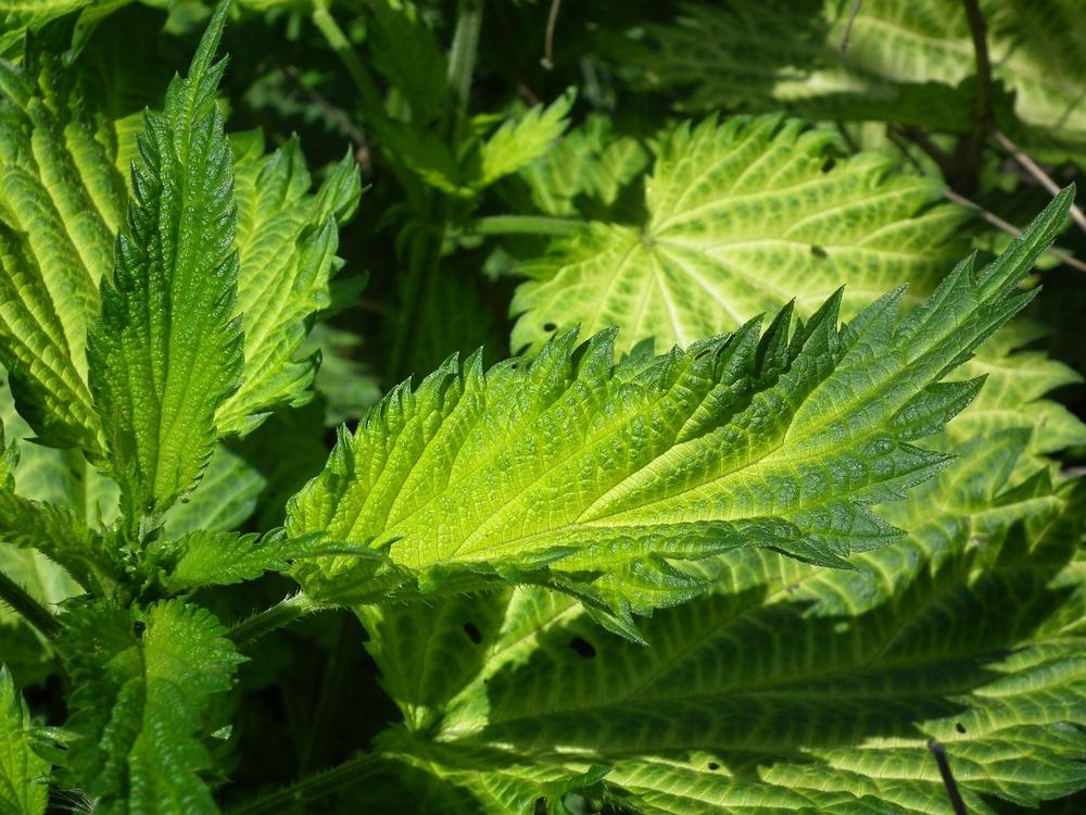 nettle tea-7a44f2974ea8422abe6249aee5d9e394.jpg nettle tea