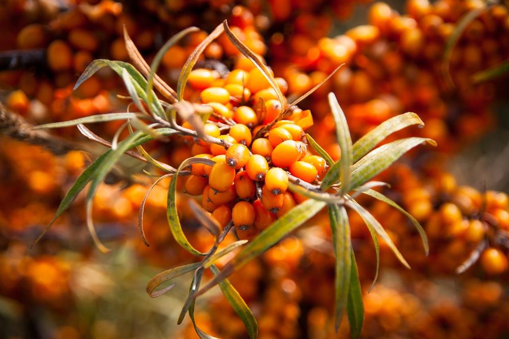 sea buckthorn juice